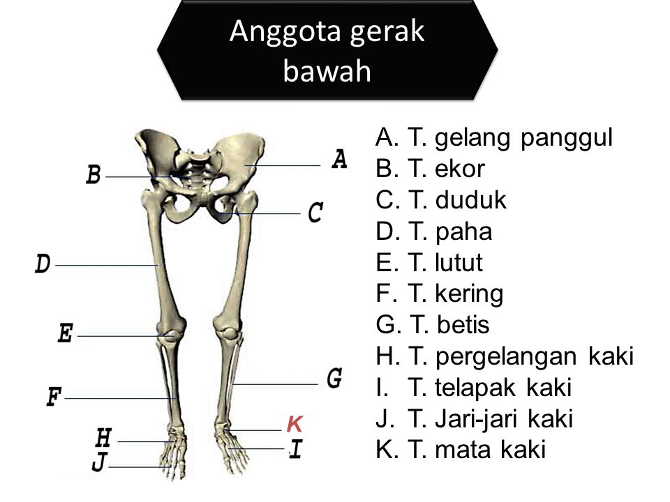 Contoh Soal Tulang Anggota Gerak Hewan Ipa Kelas Pengetahuan Pendidikan